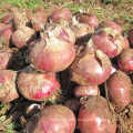 2019 fresh stock mid-maturing high yield hybrid f1 red onion vegetable seeds